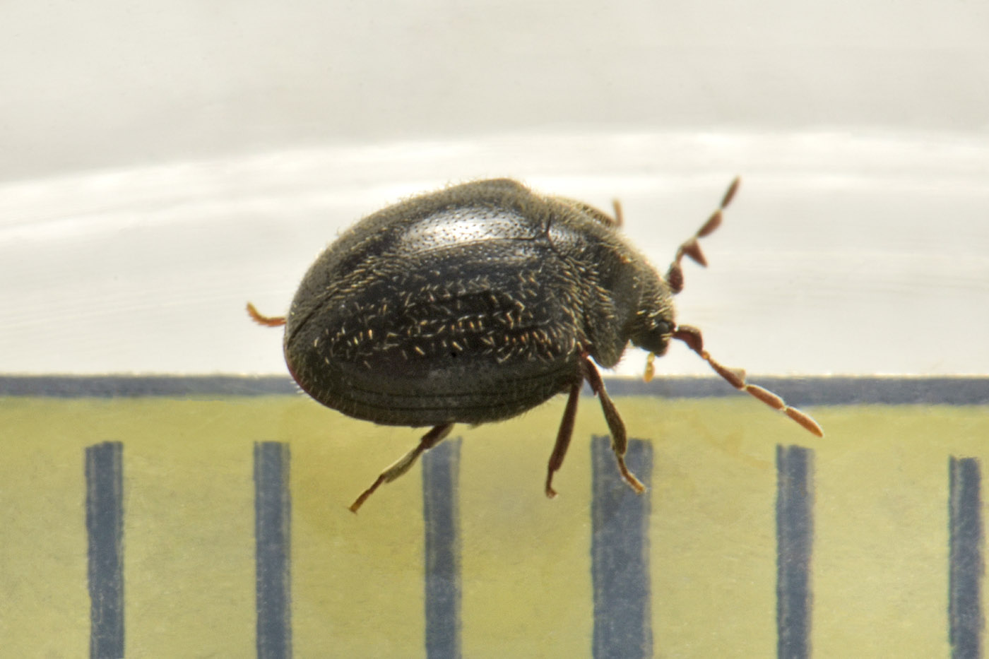 Anobiidae: Caenocara affine? S.